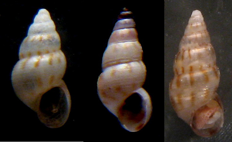 Rissoa similis: variet� di forme dimensioni e scultura